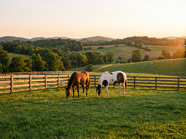 Horses grazing inside a wood-fenced East Tennessee pasture